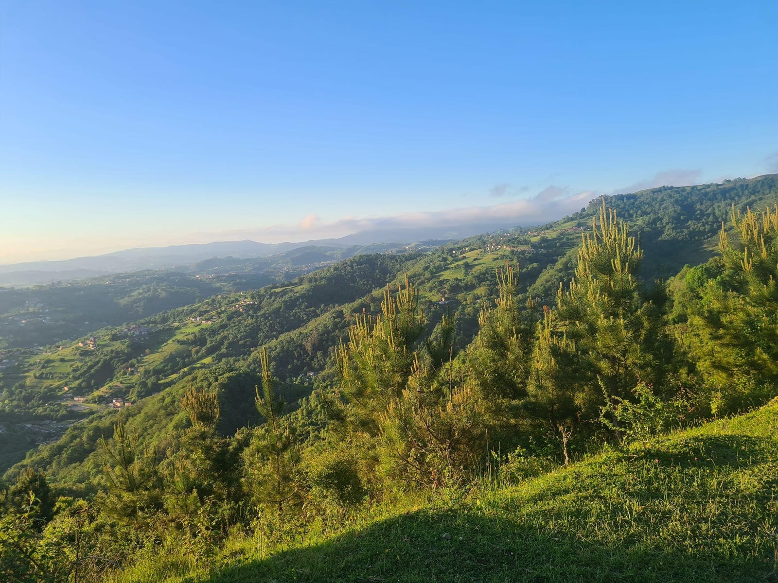 Ladera de la subida con pinos jóvenes y el valle al fondo